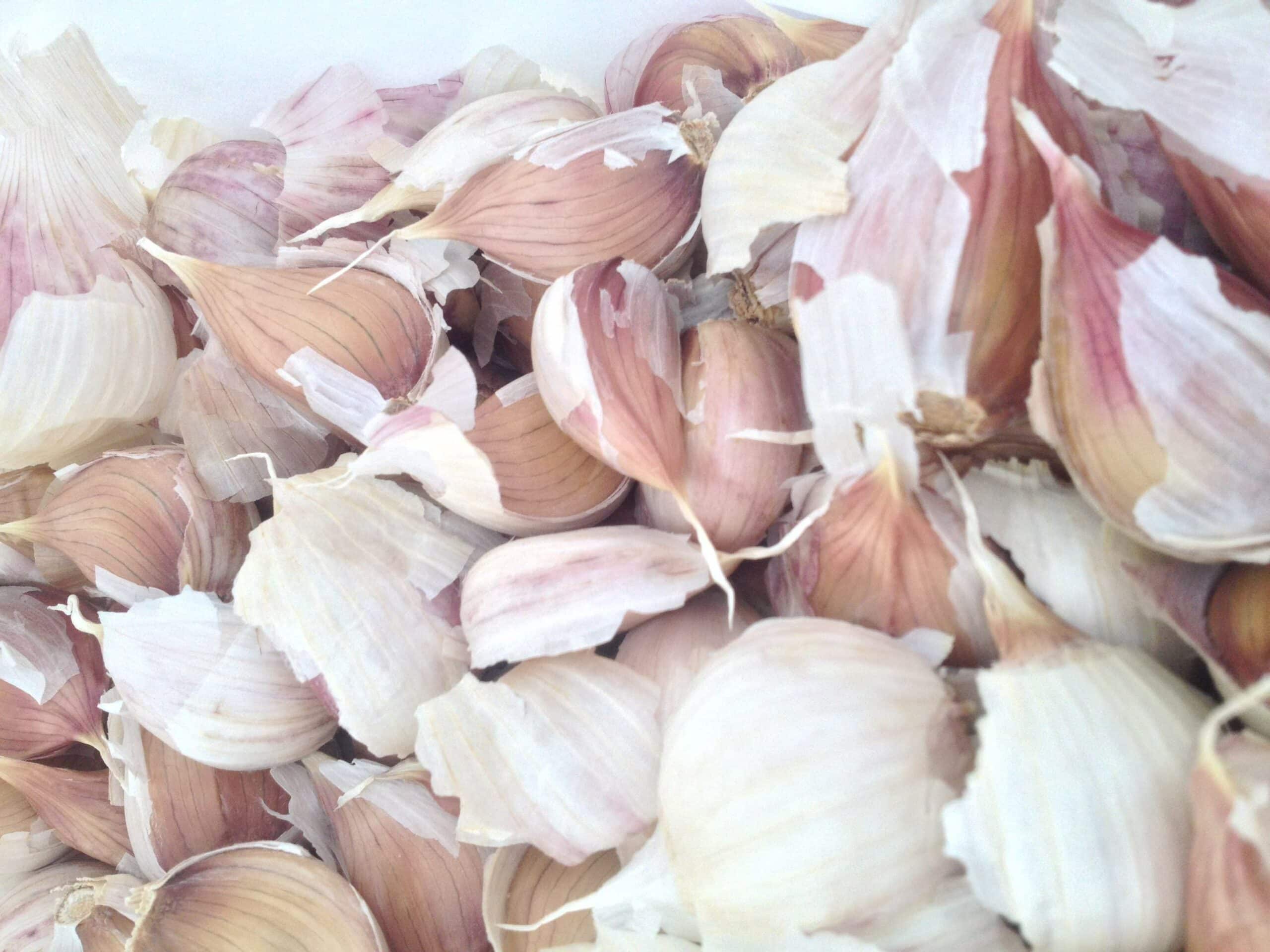 Garlic scaled - Soggy Snoozeletter 🐘