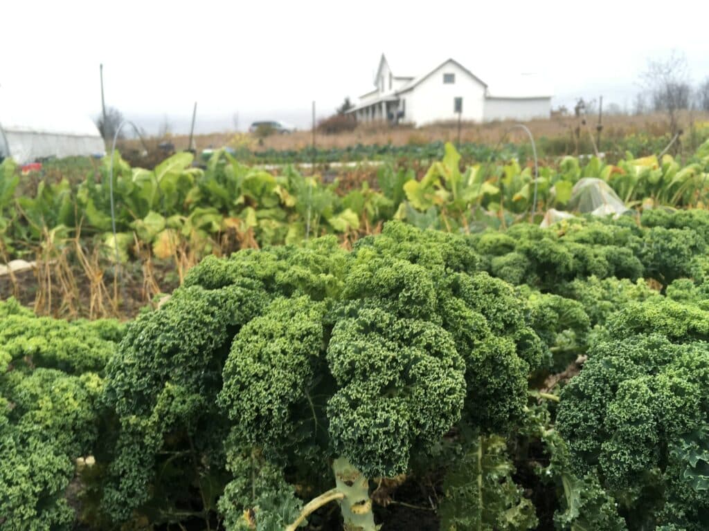 kale glorious kale - Final CSA share of the 2020 Season!