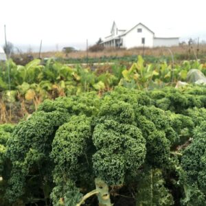 Baby Kale Mix