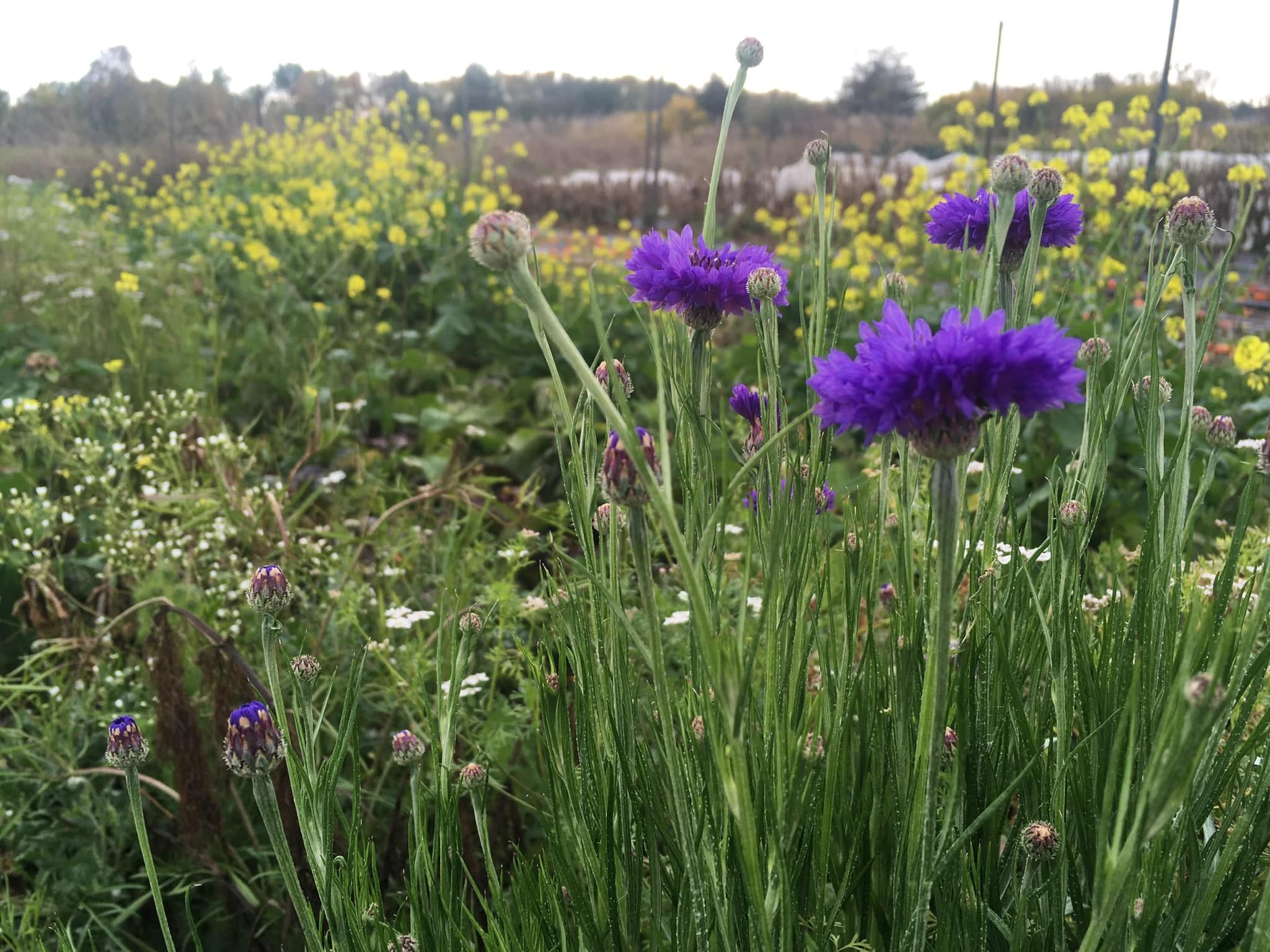 purple flowers - Giving thanks as we near the end of the harvest season