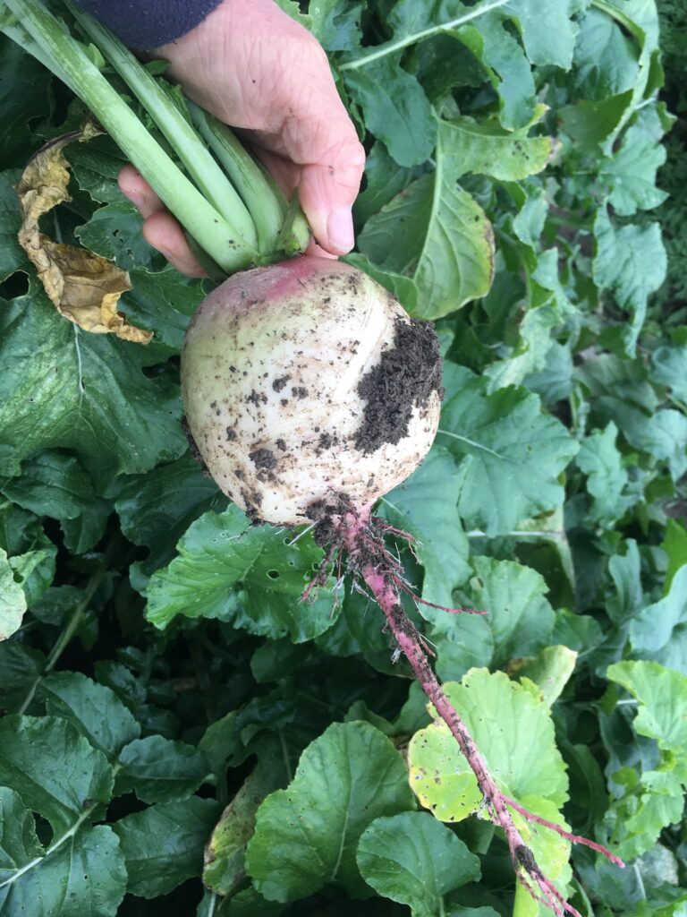 turnip - Fresh Veggies Seeking Empty Plates 🍽️