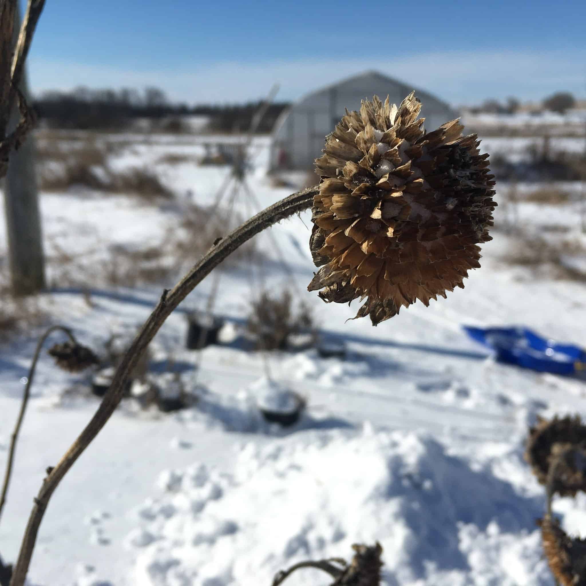 Snowy Sunflower - New New Year News