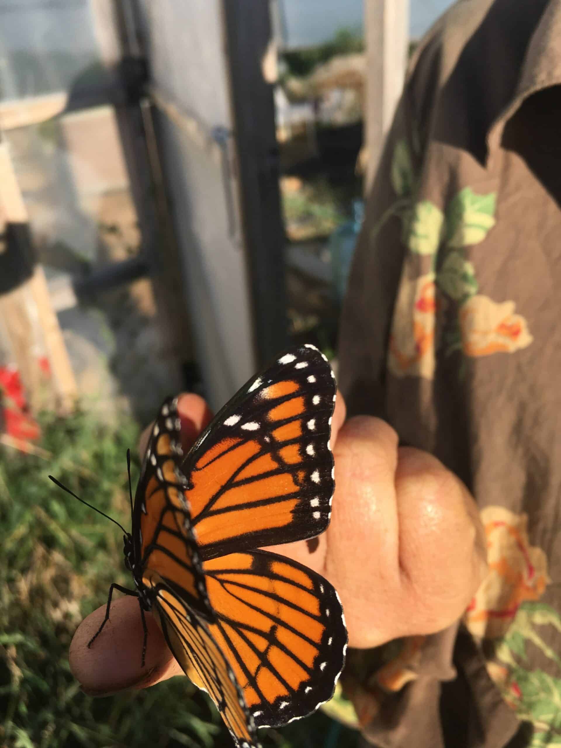 Monarch Butterfly scaled - From February Dreaming to March Seeding