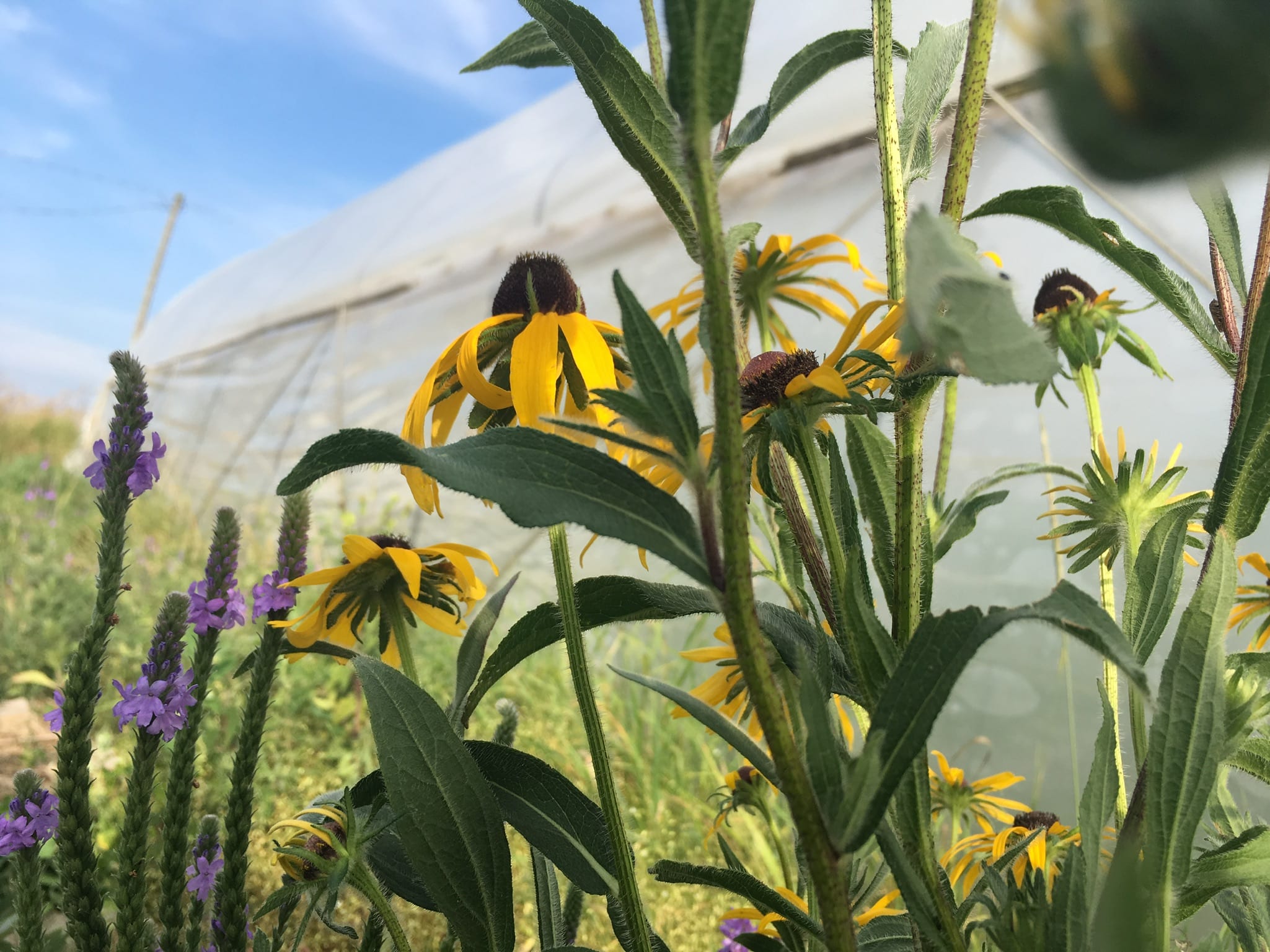 Organic black eyed susans - Putting a Little Spring in our Step