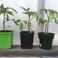 Tomato Seedlings