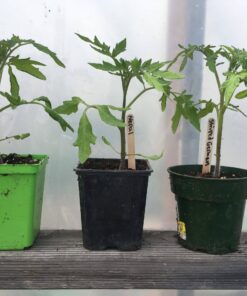 Tomato Seedlings