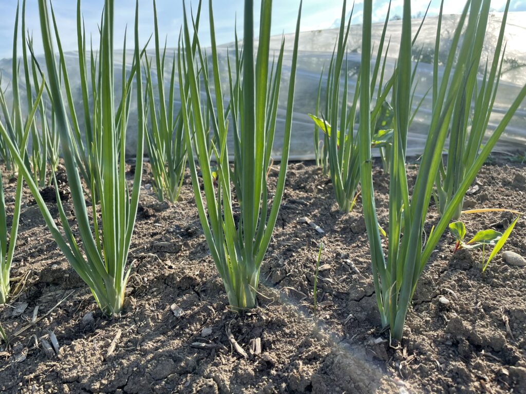 GARLIC SCAPES IN THE SUN - Happy Solstice! KNUCKLE DOWN NEWS, WEEK 2