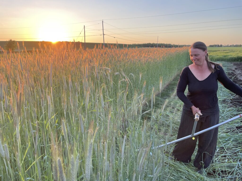 Scything the Rye - CSA Pickups Start Next Week!