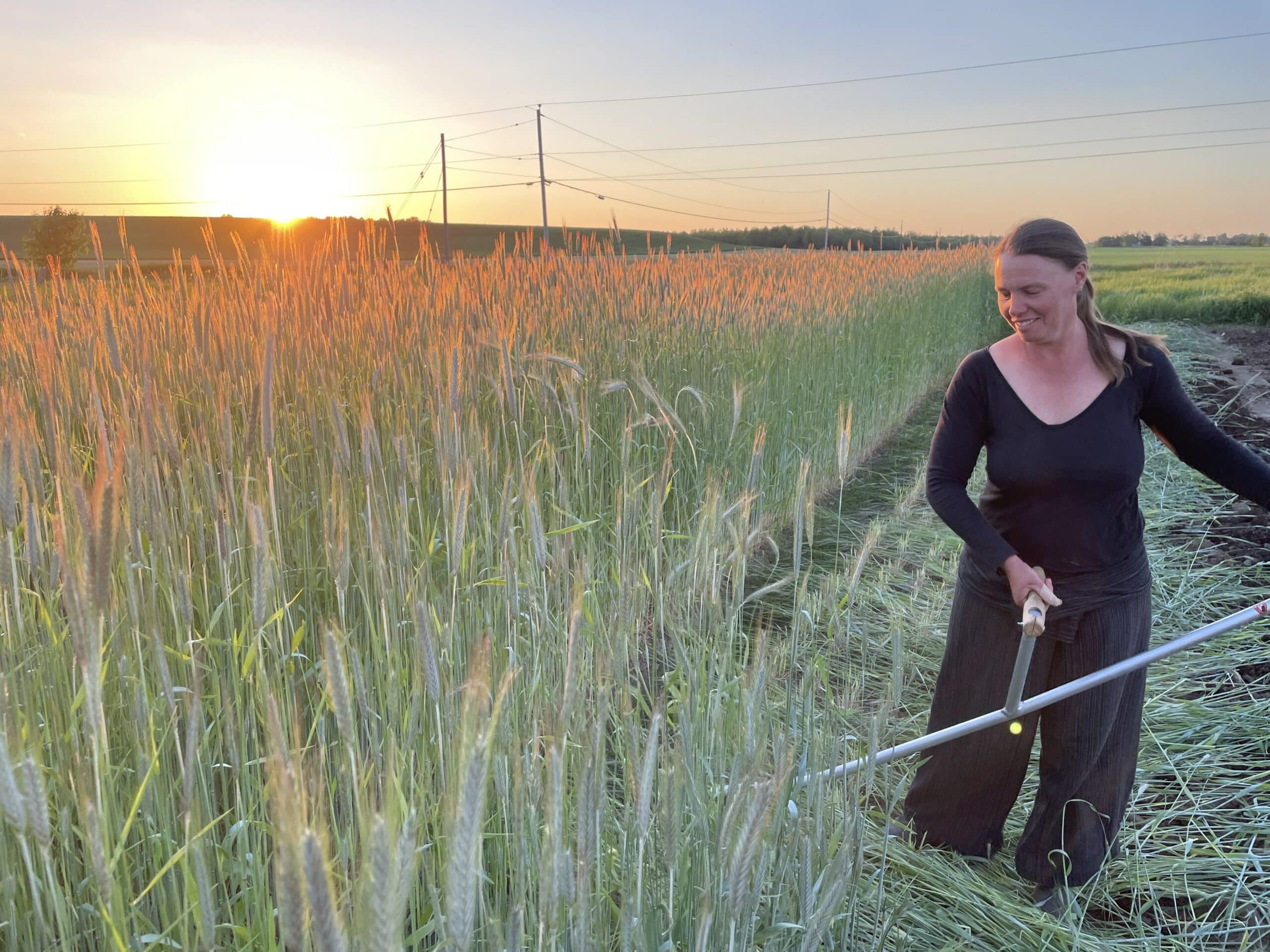 Scything the Rye scaled - CSA Pickups Start Next Week!