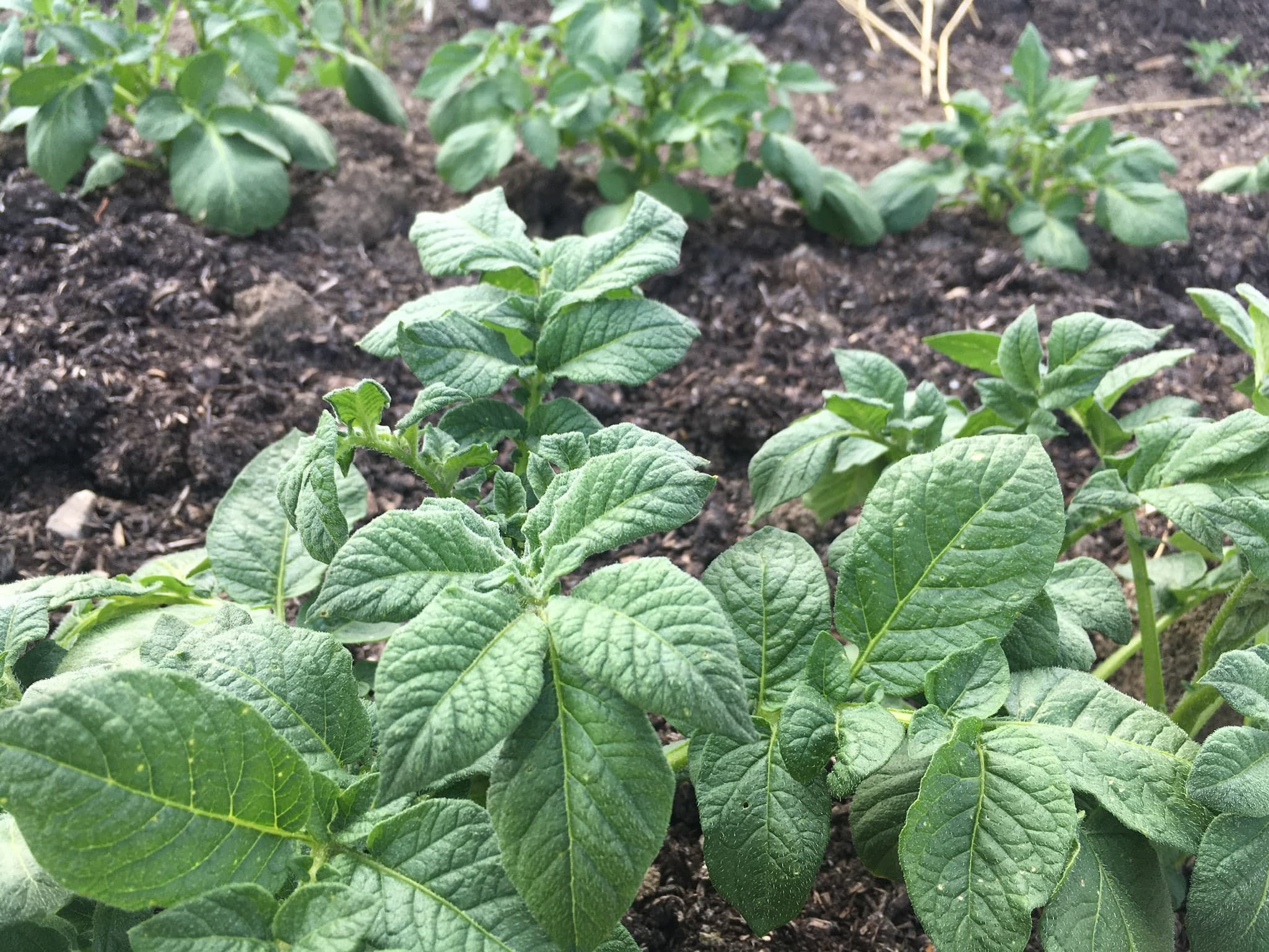 Some Plants I think - DID SOMEBODY TURNIP THE HEAT — AGAIN? 🔥 Knuckle Down News, Week 3