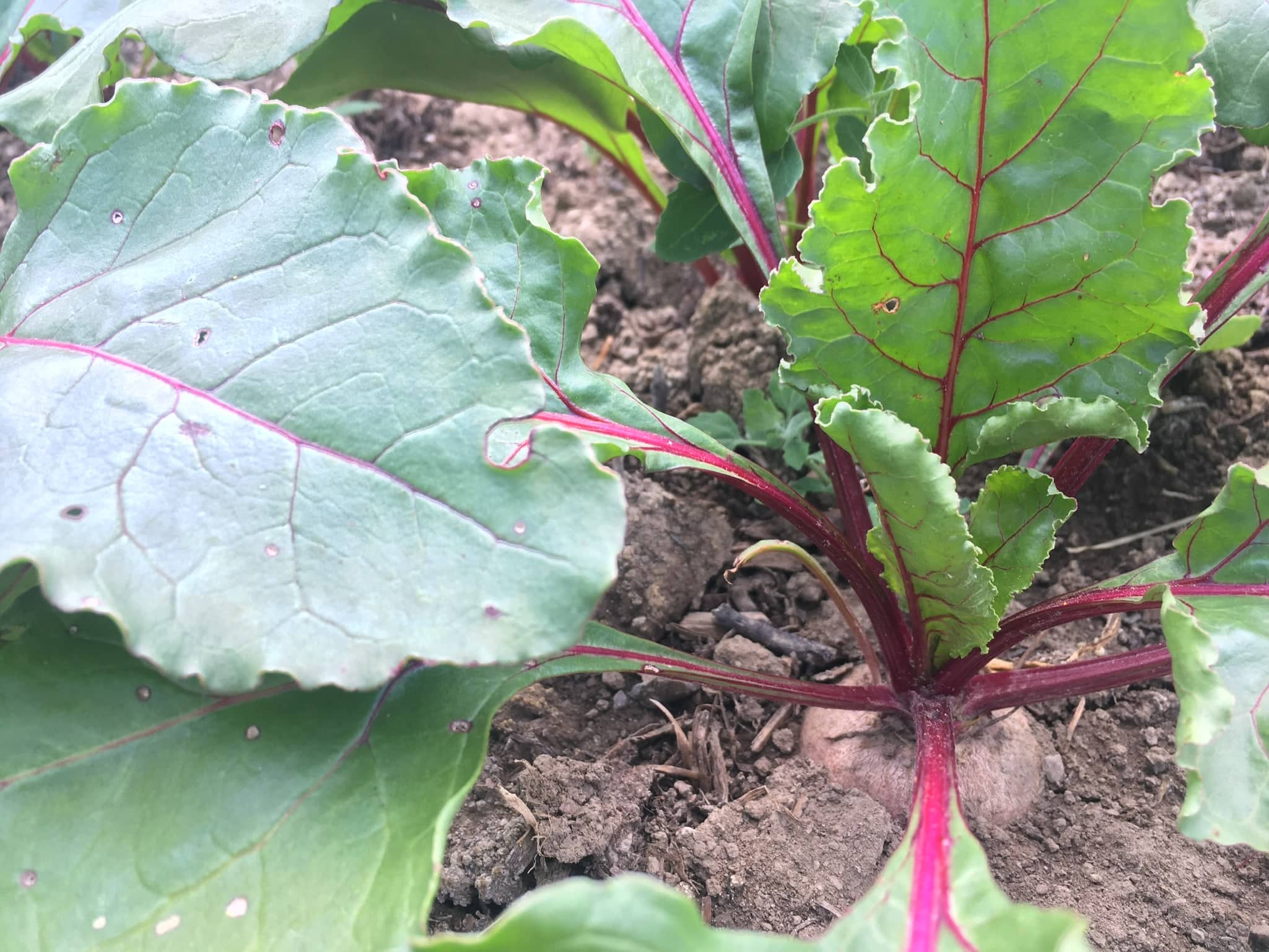 Underground Beets - DID SOMEBODY TURNIP THE HEAT — AGAIN? 🔥 Knuckle Down News, Week 3