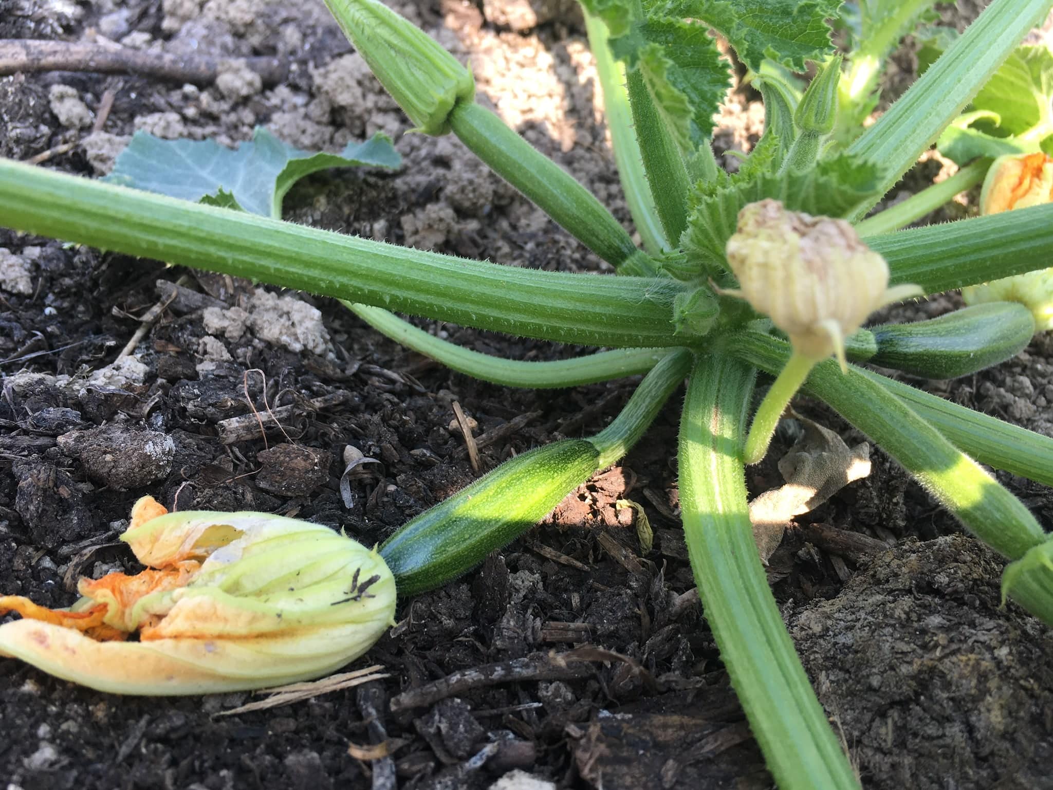 Zukes on the Way - DID SOMEBODY TURNIP THE HEAT — AGAIN? 🔥 Knuckle Down News, Week 3
