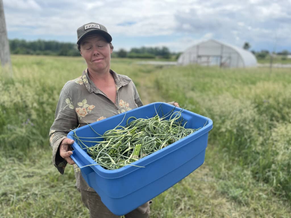 big tub of garlic scapes - First CSA Pick-up of the Season