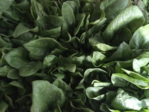 Big Spinach - Spinach