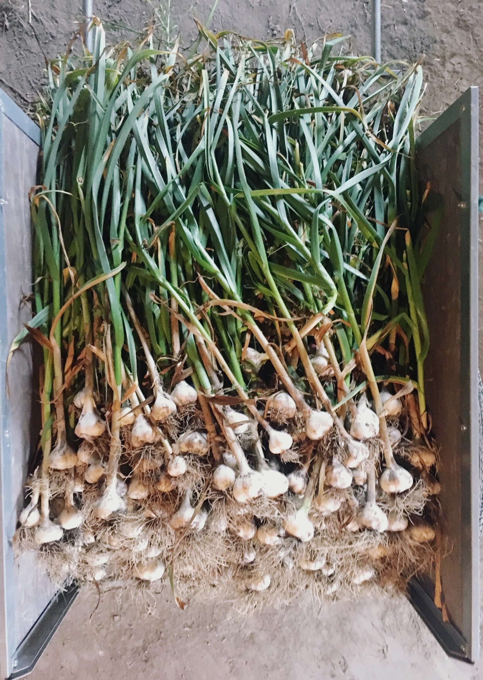 Cart o Garlic - Plant, Weed, Harvest, Eat. And Repeat.