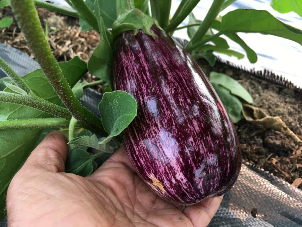 another eggplant - Muddy and Magnificent