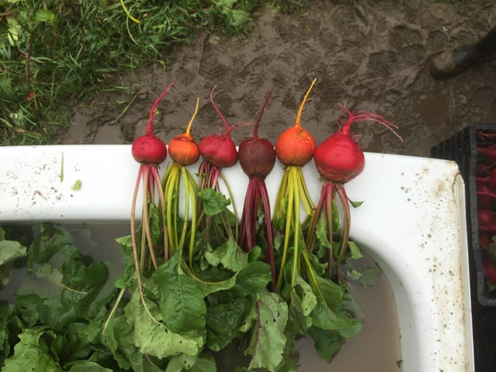 beets - Plant, Weed, Harvest, Eat. And Repeat.