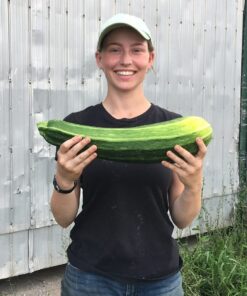 cropped Zucchini smile - Organic Vegetables