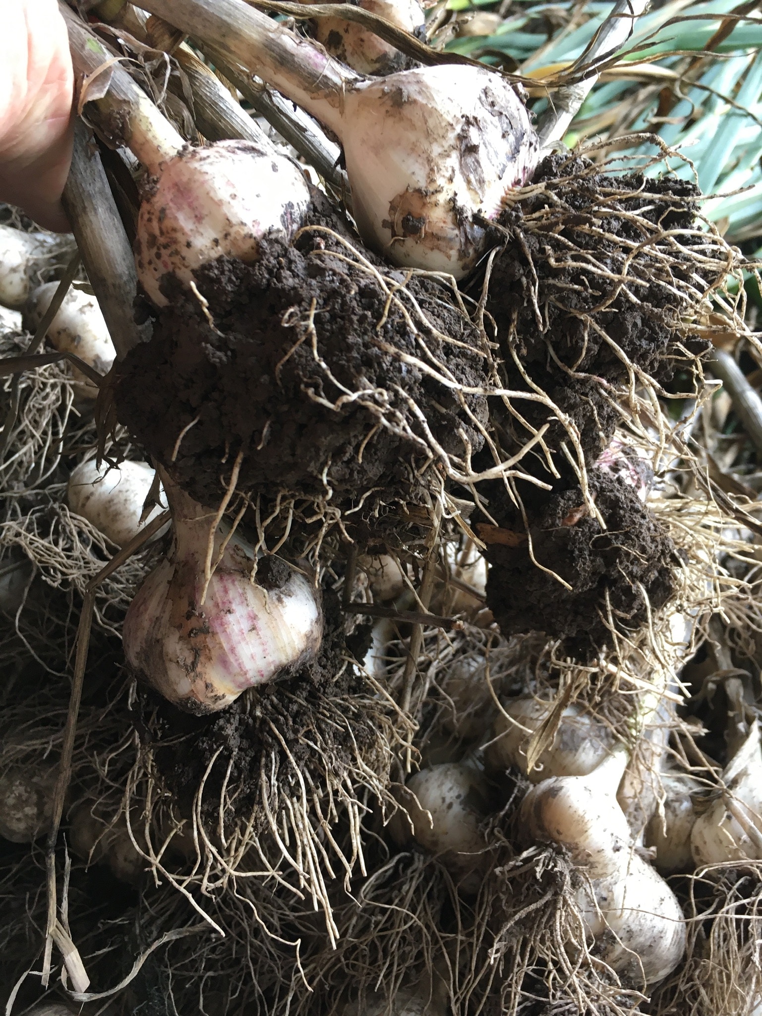 dirty garlic - Muddy and Magnificent