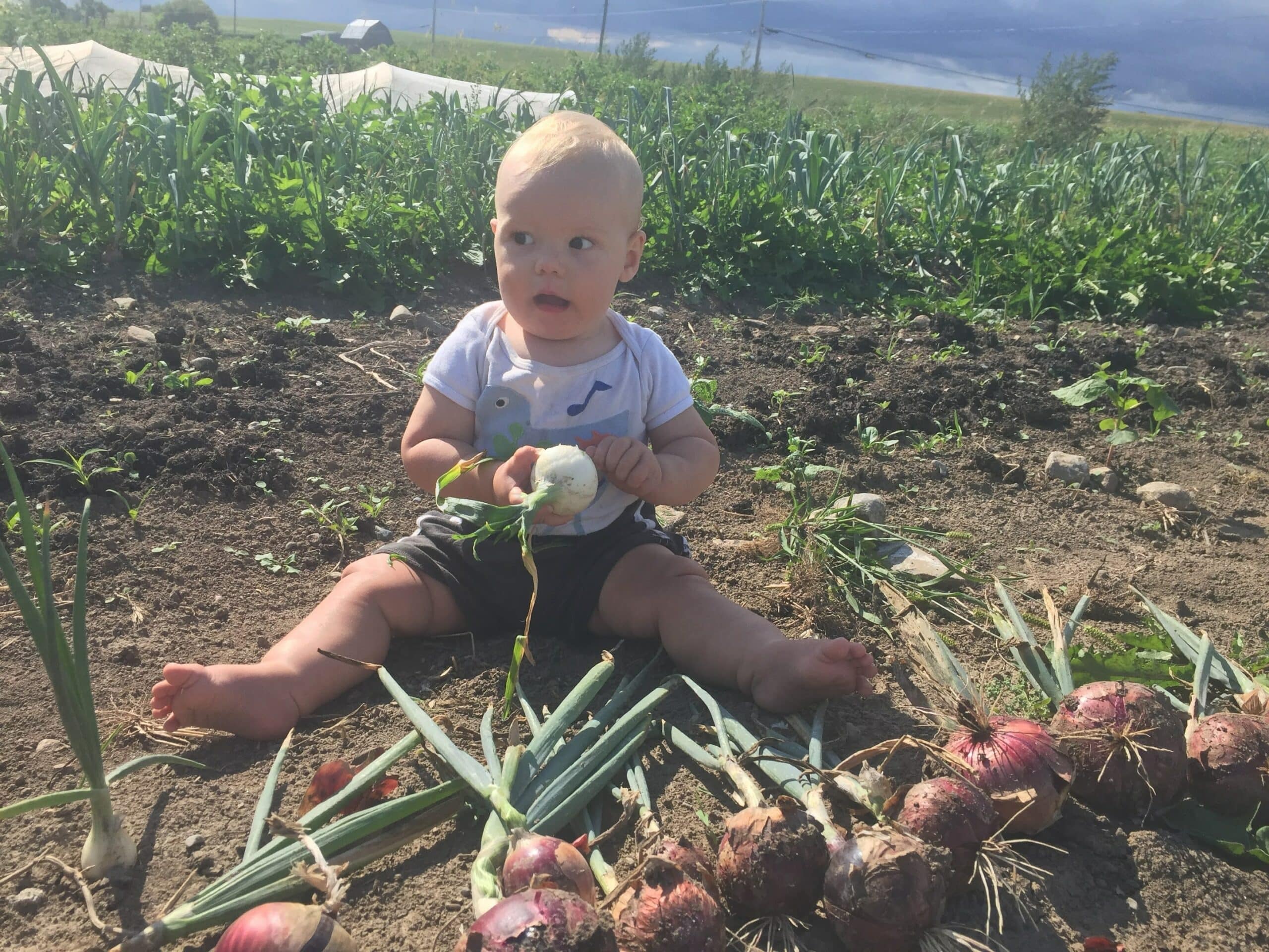 garlic baby scaled - Plant, Weed, Harvest, Eat. And Repeat.