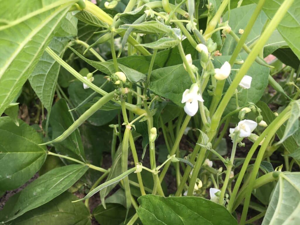 is that beans - Zucchini Overload / Zucchini Smile