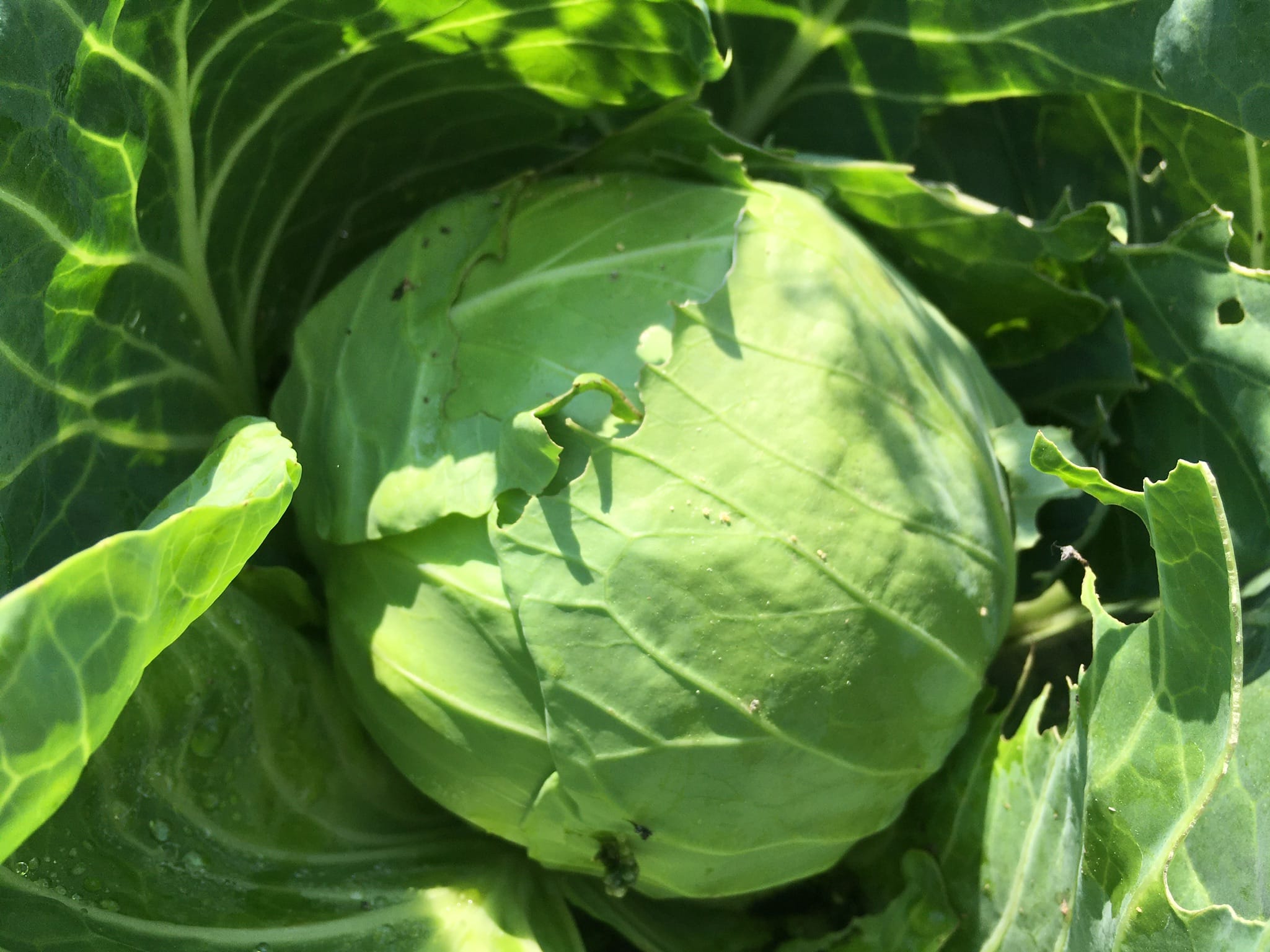 organic cabbage - Zucchini Overload / Zucchini Smile