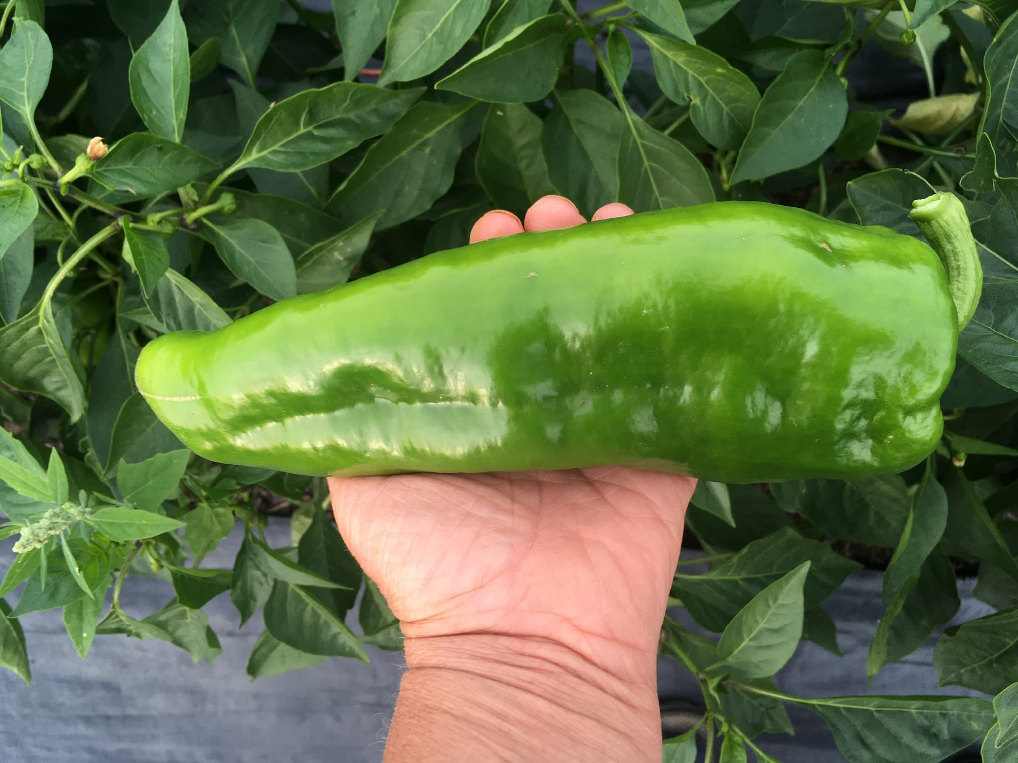 a pepper - Happy Halfway Point!