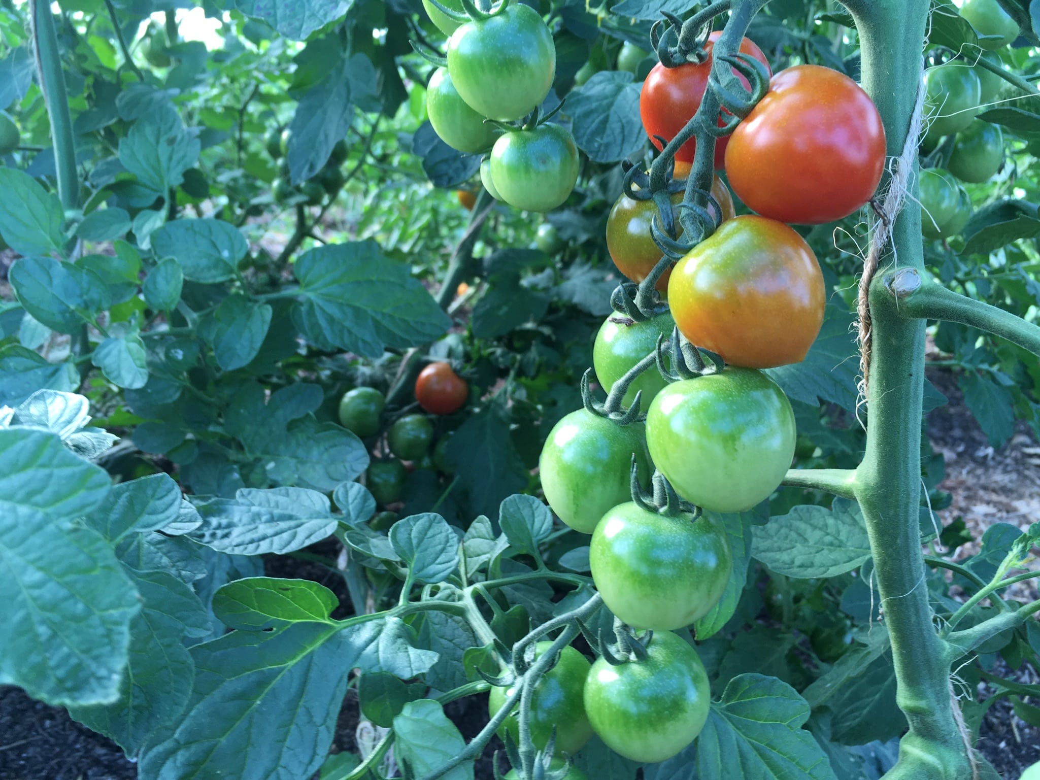 organic tomatoes at knuckle down farm - Knuckle Down News, Week Eight — A Walk in the Park