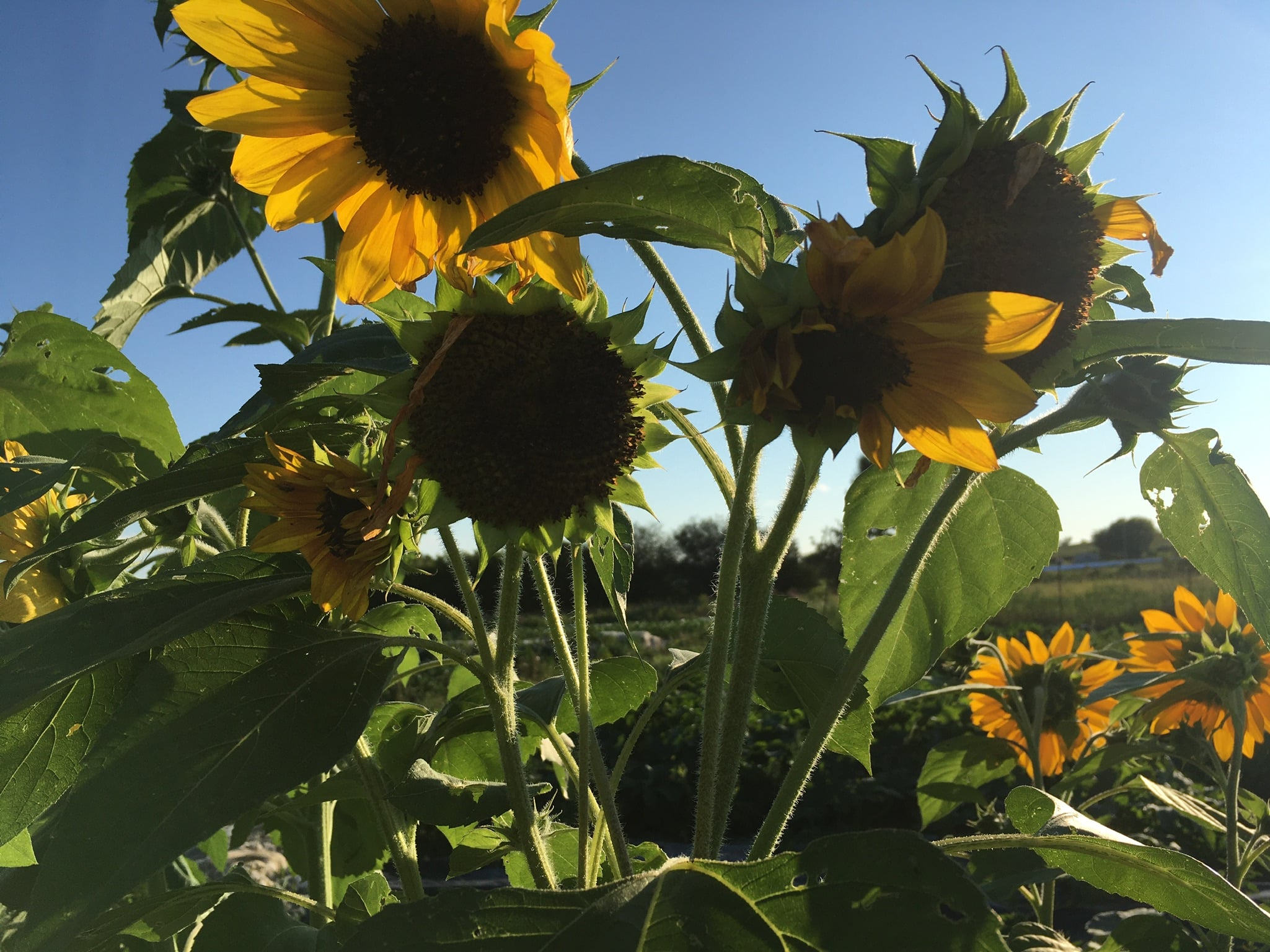 sunflowers near stirling - Knuckle Down News, Week Eight — A Walk in the Park
