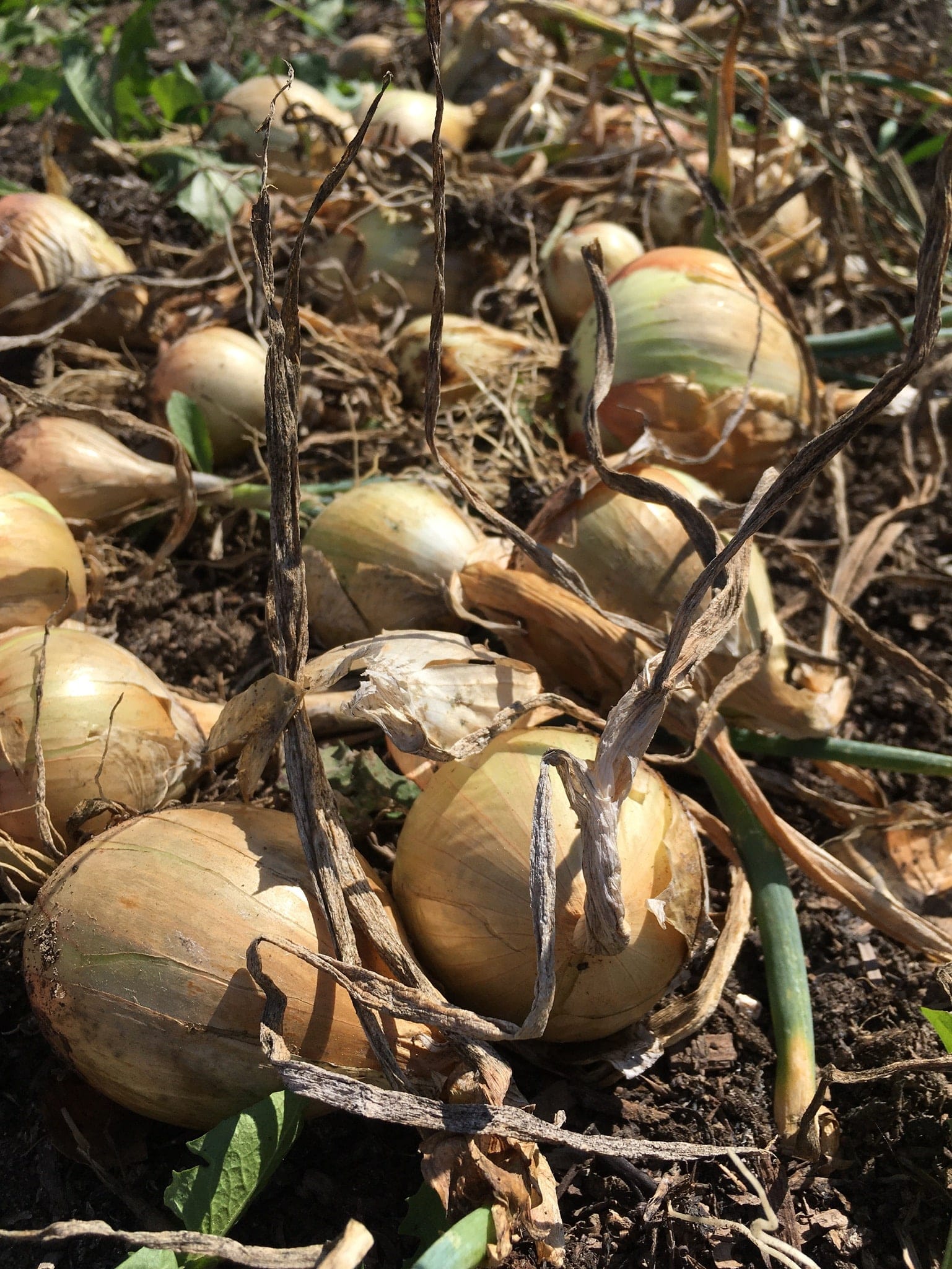 onions - Summer begins to turn for the door, but Fall is a patient host.