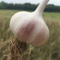 Chesnok Red Garlic - Single Bulb