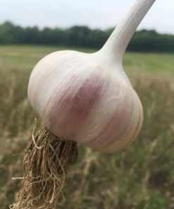 Chesnok Red Garlic - Organic Vegetables