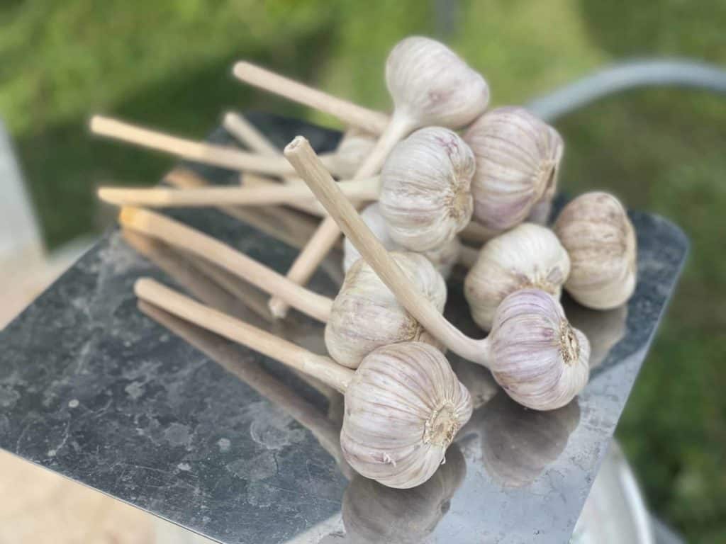 Chesnok Red Garlic scaled 1 - Winter, Garlic, Community Supported Agriculture