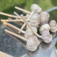 Chesnok Red Garlic - 1lb