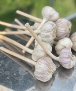 Chesnok Red Garlic scaled 1 - Organic Vegetables