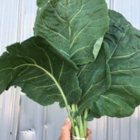 Collards
