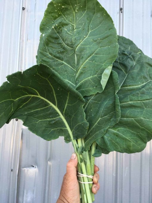 Collard Greens scaled 1 - Collards