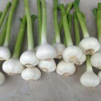 Garlic - Single Bulb