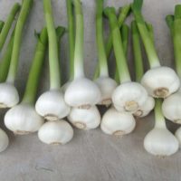 Garlic