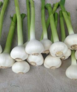 Garlic