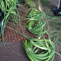 Garlic Scapes
