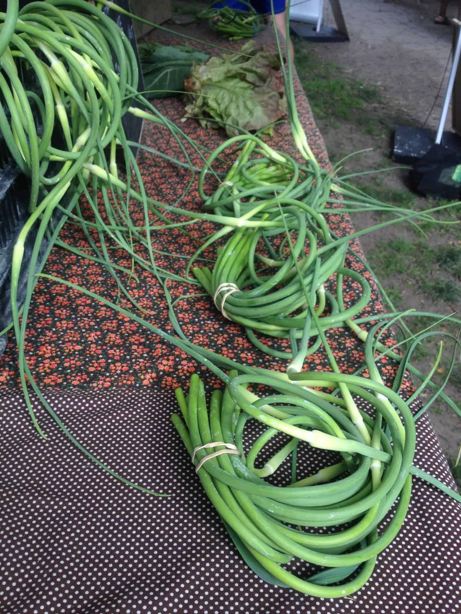 Garlic Scapes - 🌬️ Walloping Winds, Stirling Market, & CSA Week 2