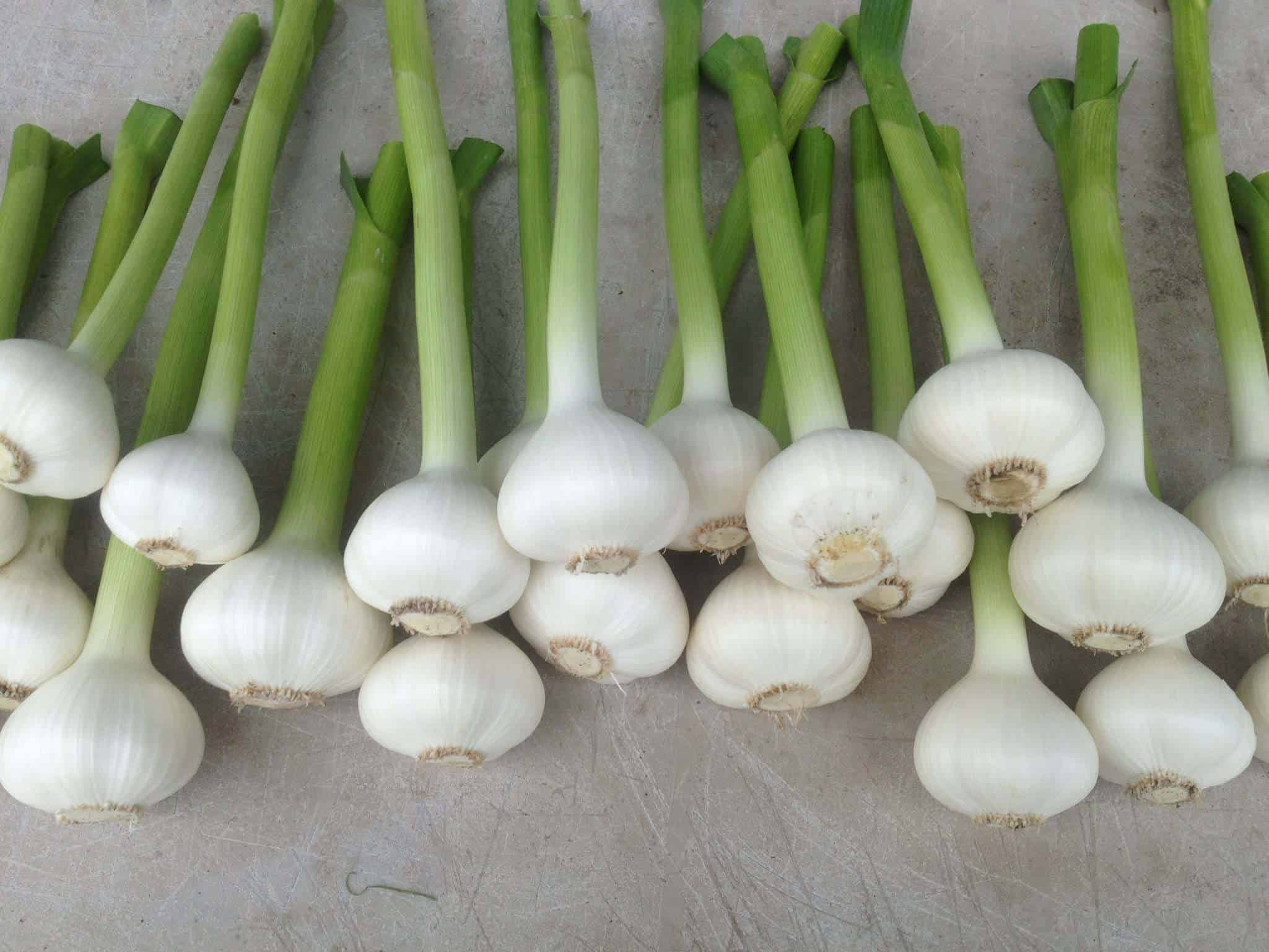 Hopeful Garlic (Can you see it?)