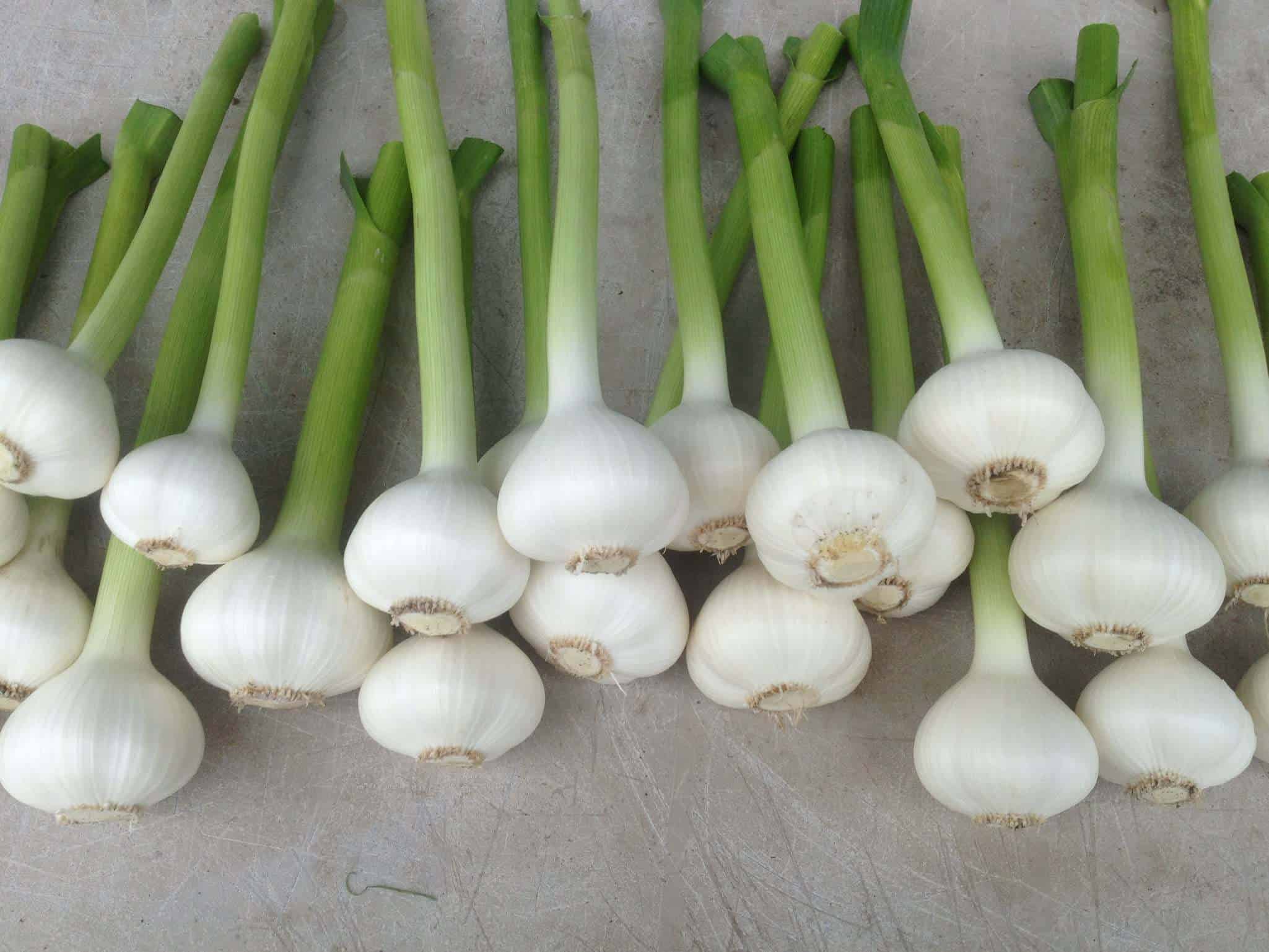 Garlic