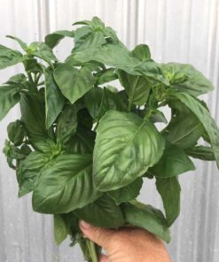 Genovese Basil - Organic Vegetables