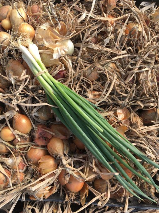 Green Onions scaled 1 - Green Onions (bunch)