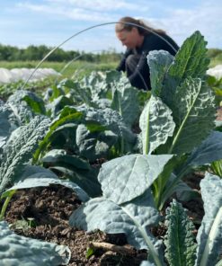 Kale Hoop Farmer - Organic Vegetables