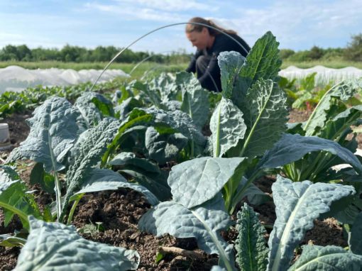 Kale Hoop Farmer - Lacinato (Dinosaur) Kale