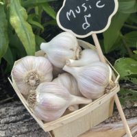 Music Garlic - 1lb