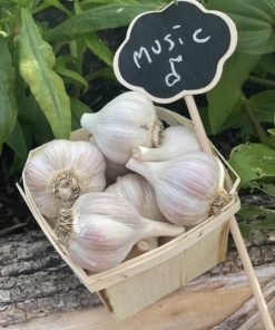 Music Garlic scaled 1 - Organic Vegetables